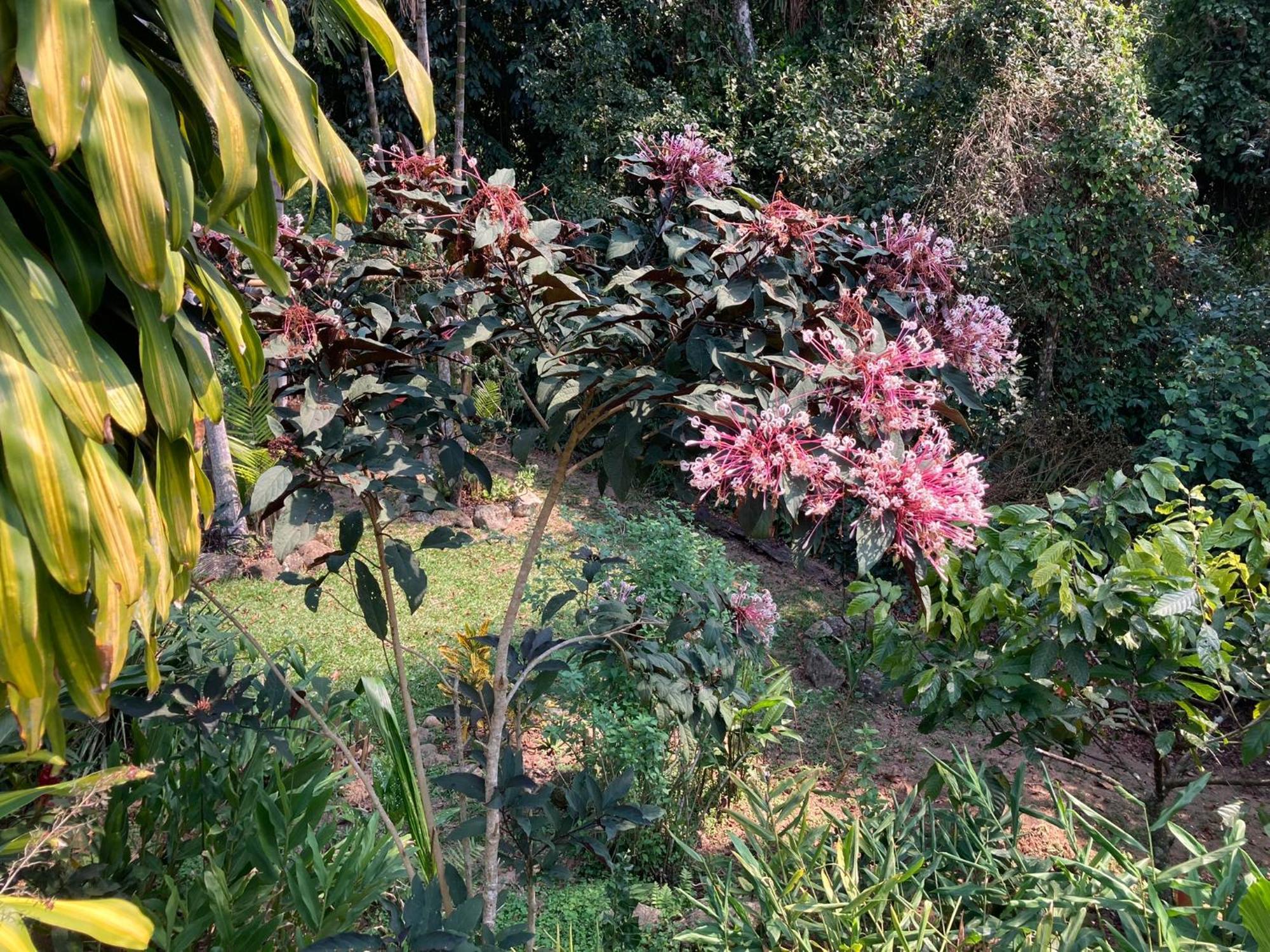 Casa Arariba - Ilha Grande - Abraão Exteriér fotografie